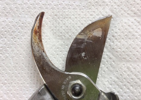 刃物クリーナーを吹き付けて汚れが浮き上がってきた状態の剪定ばさみ