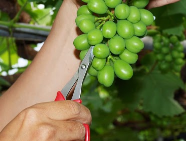 ぶどう摘粒鋏の特長①超薄型の刃先で実と実のスキマに入れやすい