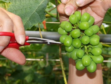 ぶどう摘粒鋏の特長③ロングアームで実が手にあたらない＆テコの原理でパワフル