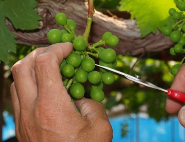 ぶどう摘粒鋏の特長①超薄型の刃先で実と実のスキマに入れやすい