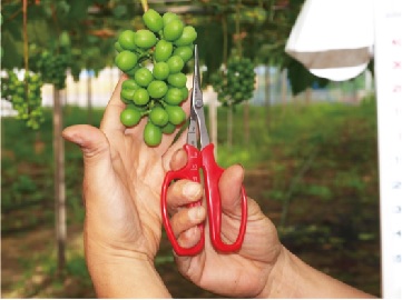 ぶどう摘粒鋏の特長④消えにくい目盛り付き