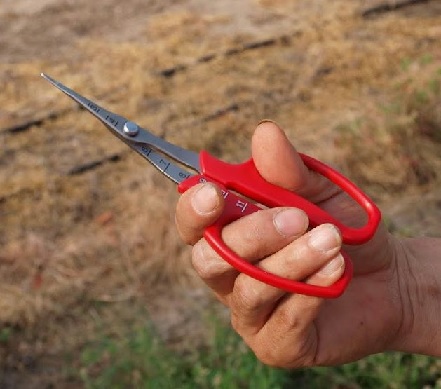 ぶどう摘粒鋏の特長⑤