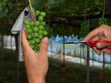 ぶどう摘粒鋏の特長①超薄型の刃先で実と実のスキマに入れやすい