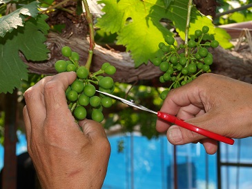 ぶどう摘粒鋏の特長③ロングアームで実が手にあたらない＆テコの原理でパワフル