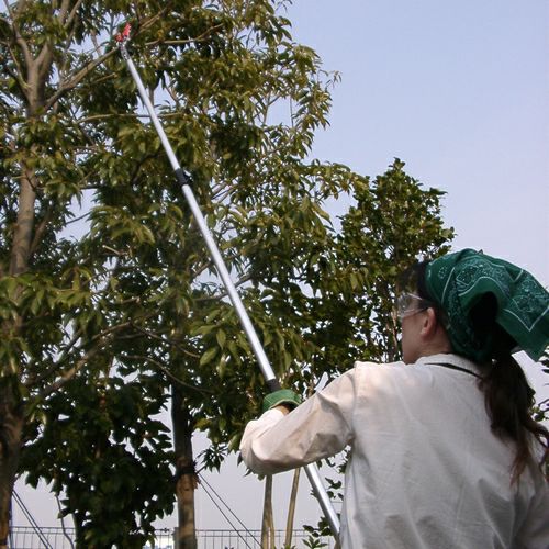 軽量伸縮式高枝鋏ズームチョキエコノ採収タイプ2m商品紹介