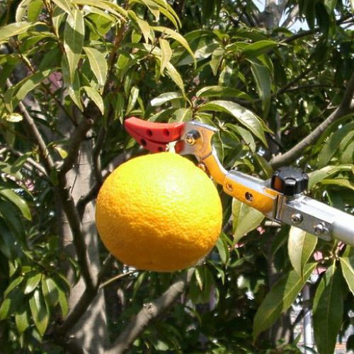 高枝切りばさみズームチョキチルトR　採収タイプショート2.0