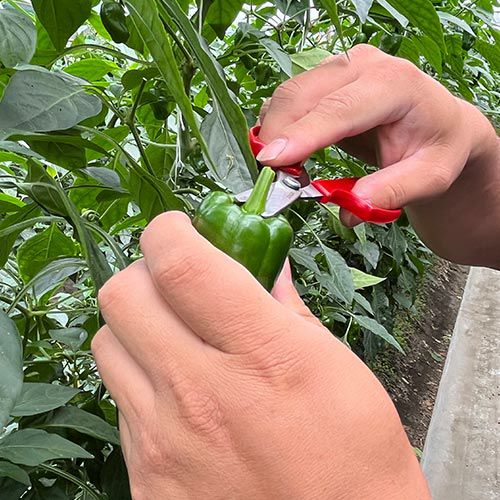 野菜収穫鋏YS-38商品画像