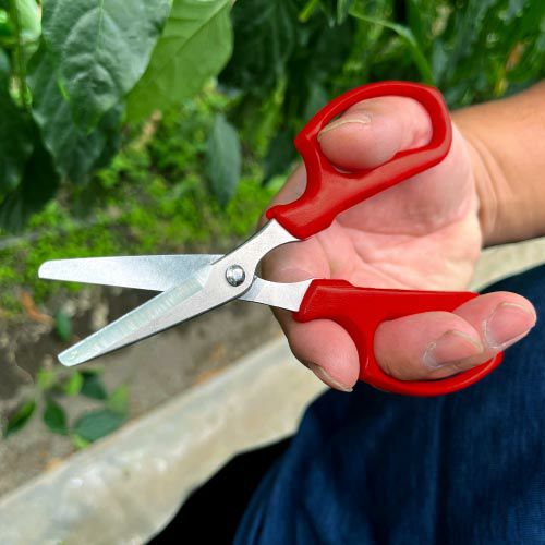 野菜収穫鋏YS-38商品画像