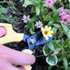 花ばさみフルール